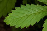 Beaked agrimony